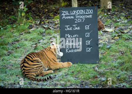 London, UK. 3. Januar 2017. Sumatra-Tiger. London Zoo (ZSL) jährliche Tier Bestandsaufnahme durchgeführt jedes Jahr im Januar zum internationalen Arten Information System (ISIS) © Guy Corbishley/Alamy alle Daten anmelden Live-Nachrichten Stockfoto