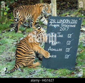 London, UK. 3. Januar 2017. Sumatra-Tiger. London Zoo (ZSL) jährliche Tier Bestandsaufnahme durchgeführt jedes Jahr im Januar zum internationalen Arten Information System (ISIS) © Guy Corbishley/Alamy alle Daten anmelden Live-Nachrichten Stockfoto