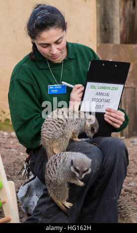 London, UK. 3. Januar 2017. Keeper Veronica Heldt zählt Erdmännchen. London Zoo (ZSL) jährliche Tier Bestandsaufnahme durchgeführt jedes Jahr im Januar zum internationalen Arten Information System (ISIS) © Guy Corbishley/Alamy alle Daten anmelden Live-Nachrichten Stockfoto