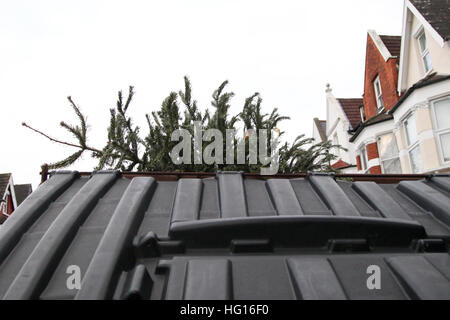 Harringay, Nord-London, UK 4. Januar 2017 - verlassene Weihnachtsbäume liegend auf einer Spitze ein Hüpfer in Harringay, Nord-London, nach Weihnachten Urlaub Kredit: Dinendra Haria/Alamy Live News Stockfoto