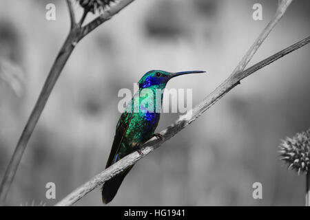 Ein funkelnder Violetear Kolibri auf einem Wildblumen in einem Feld in Cotacachi, Ecuador Stockfoto