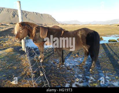 Mutter und Baby Islandpferde entspannend in einer Farm, Südisland Stockfoto