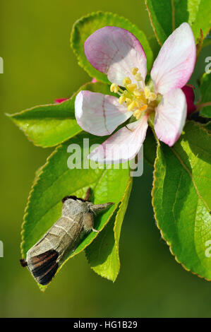 Schokolade-Tip (Clostera Curtula) Motte ruht auf einem Apfelbaum. Stockfoto