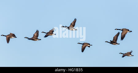 Herde von kanadische Gänse füllen Sie den Rahmen, wie sie von Tatton Park in Cheshire ausziehen. Stockfoto