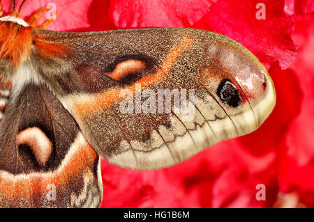 Robin Motte Hyalophora cecropia Stockfoto