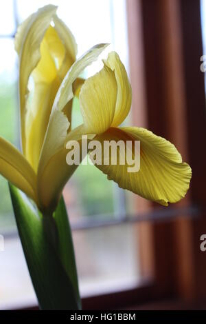 Schöne frisch geschnittene gelbe holländische Iris. In Südafrika als Hollandse Iris bekannt. Zwiebelpflanze, die im späten Frühjahr bis zum frühen Sommer blüht. Stockfoto