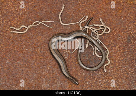 Langsam-Wurm (Anguis Fragilis) Frauen mit Babys. Stockfoto