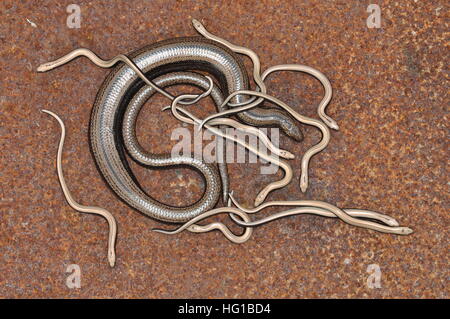 Langsam-Wurm (Anguis Fragilis) Frauen mit Babys. Stockfoto