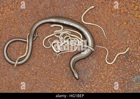 Langsam-Wurm (Anguis Fragilis) Frauen mit Babys. Stockfoto