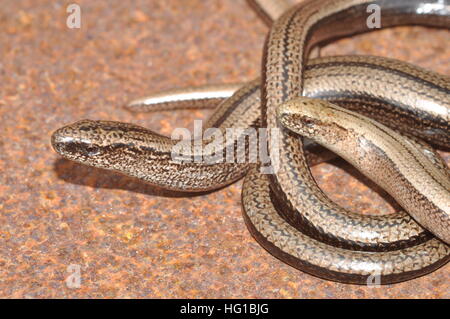 Langsam-Wurm (Anguis Fragilis), männliche und weibliche Stockfoto