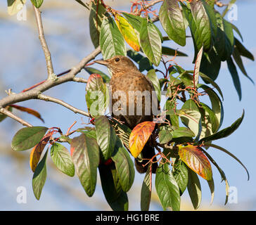 Weibliche Amsel, Turdus Mercula, auf einem Garten Strauch Stockfoto