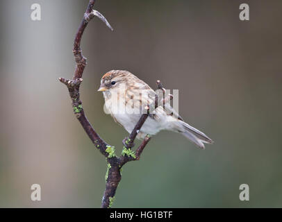 Gemeinsamen Redpoll "Zuchtjahr Flammea" in Großbritannien Stockfoto