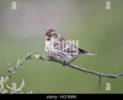 Gemeinsamen Redpoll "Zuchtjahr Flammea" in Großbritannien Stockfoto