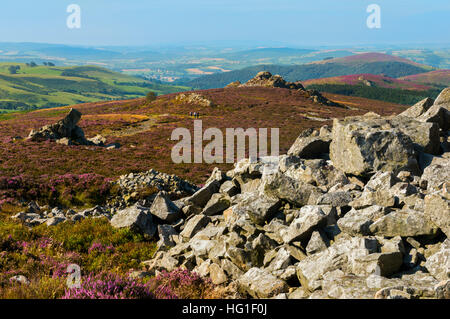 Quarzit-Rock und lila Heidekraut auf dem Stiperstones in Shropshire, England, UK. Stockfoto