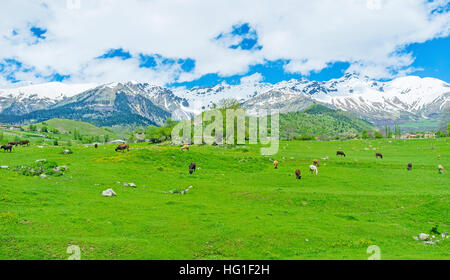 The juicy meadow on the mountain slope with the grazing cows, Upper Svaneti, Georgia. Stockfoto