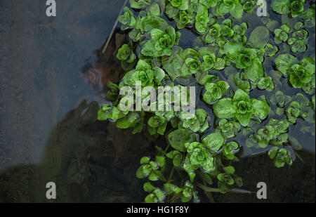 Nenuphar im Wasser Stockfoto