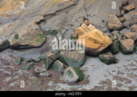 Harbor Seal und Sandstein, Whale Cove, Oregon Stockfoto