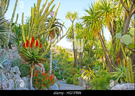 Die verdrehte Weise unter den felsigen Hügeln und exotischen Pflanzen im Jardin Exotique, einzigartigen botanischen Garten von Monaco. Stockfoto