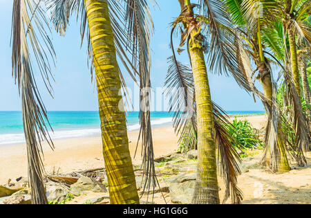 Die schattigen Palmen-Allee ist der beste Ort zum Entspannen nach dem Sonnenbad am Strand, Hikkaduwa, Sri Lanka. Stockfoto