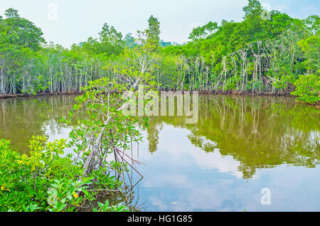 Der Mangrovenwald am Maduganga Fluss ist die beliebte Touristenattraktion in Sri Lanka. Stockfoto