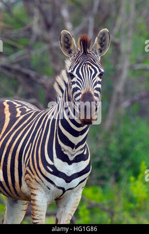 Porträt einer Burchell-Zebra (Equus Quagga Burchellii) Stockfoto