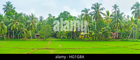 Panorama auf dem Reisfeld mit dem hellen Grün junge Triebe von Reis, umgeben von Palmen, Hikkaduwa, Sri Lanka. Stockfoto