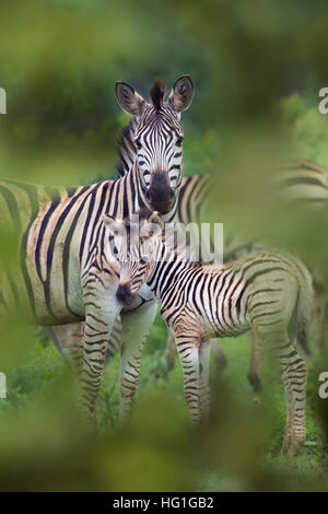 Burchell Zebra (Equus Quagga Burchellii) Natal S. Africa Stockfoto