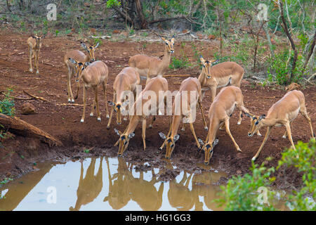 Impala oder Rooibok Aepyceros melampus trinken am Wasserloch Stockfoto