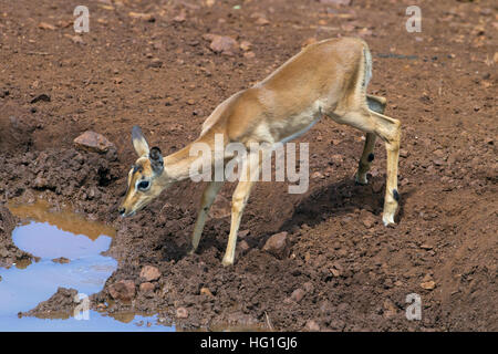 Impala oder Rooibok Aepyceros melampus trinken am Wasserloch Stockfoto