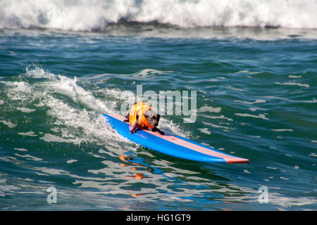 Ein Chocolate Labrador Retriever reitet ein Surfbrett in eine zeitgesteuerte Hund Surf-Wettbewerb in Huntington Beach, CA. Hinweis Rettungsweste. Stockfoto