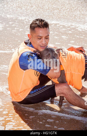 Ein blaue Nase Pit Bull Hund bekommt von seinem Besitzer umarmten sich nach dem Gewinn eines zeitgesteuerten Hund Surf-Wettbewerbs in Huntington Beach, CA. Hinweis Rettungsweste. Stockfoto