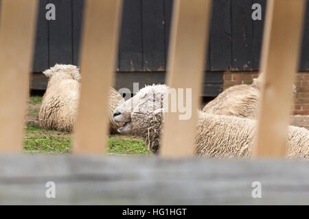 Schafe sind in einem Hof hinter einem Holzzaun. Stockfoto