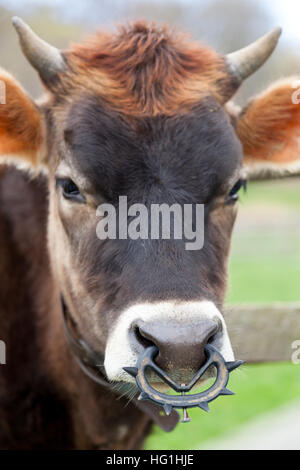 Eine junge braune Kuh weidet in Hof Weide. Es hat einen Entwöhnung Ring in der Nase. Stockfoto