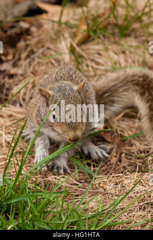 Eine östliche graue Eichhörnchen sitzt in den Rasen. Stockfoto