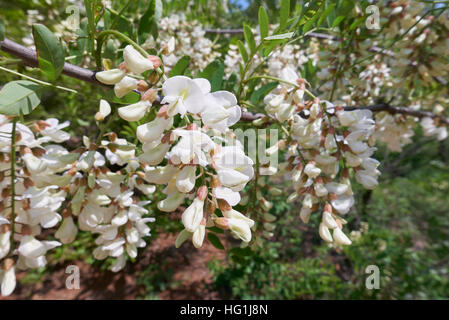 Nahaufnahme einer Reihe von weißen Akazienblüten in voller Blüte an einem sonnigen Tag Stockfoto