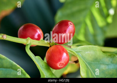 Nahaufnahme von reif Rohkaffee Frucht eines Baumes Arabica Kaffee Stockfoto