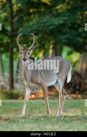 Ein junges Whitetail Bock Reh im Wald streift und sieht aus wie er in die Kamera lächelt. Stockfoto