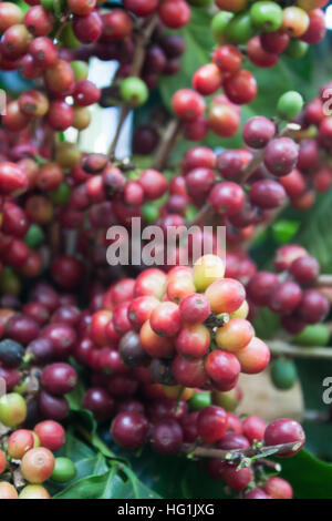 Kaffee Samen auf ein Kaffeebaum, Fotoarchiv Stockfoto