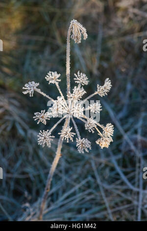 Anthriscus Sylvestris. Kuh Petersilie mit Frost in der schottischen Landschaft. Schottland Stockfoto