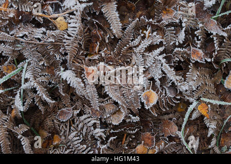 Tot frostigen Adlerfarn Farn Muster in einem englischen Waldgebiet Stockfoto