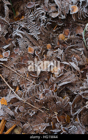 Tot frostigen Adlerfarn Farn Muster in einem englischen Waldgebiet Stockfoto