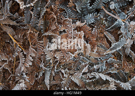 Tot frostigen Adlerfarn Farn Muster in einem englischen Waldgebiet Stockfoto