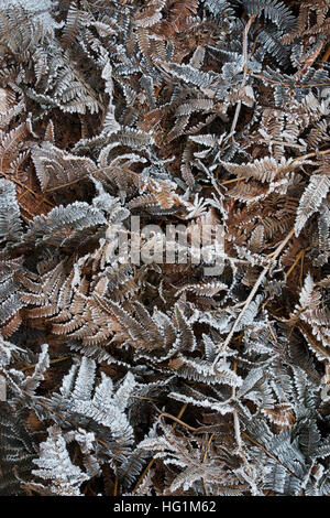 Tot frostigen Adlerfarn Farn Muster in einem englischen Waldgebiet Stockfoto