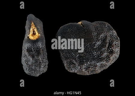 Datura Stramonium, Jimson Unkraut, Stechapfel, Samen, Nahaufnahme, Samen Größe 3-4 mm Stockfoto