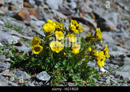 Geum reptans Stockfoto