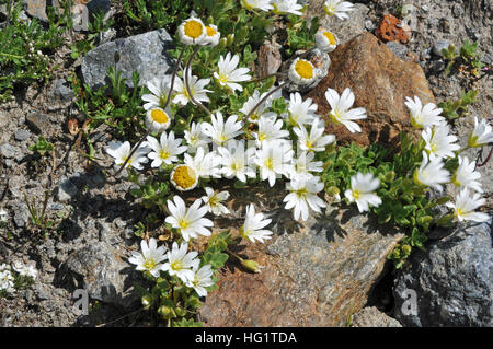 Cerastium uniflorum Stockfoto