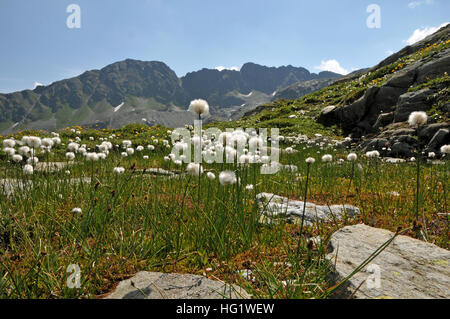 Wollgras scheuchzeri Stockfoto