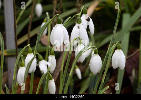 Ende Dezember Blüten in riesigen Schneeglöckchen, Galanthus Elwesii "Frau McNamara" Stockfoto