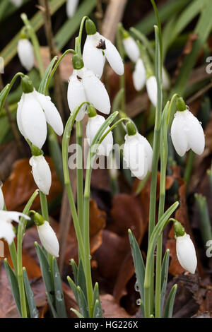 Ende Dezember Blüten in riesigen Schneeglöckchen, Galanthus Elwesii "Frau McNamara" Stockfoto