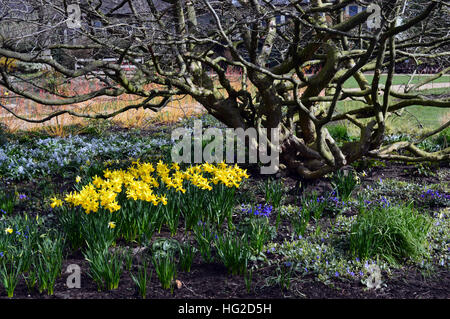 Narzissen (Peeping Tom) unter Parratia Perica Baum (persische Eisenholz) im Garten der RHS Harlow Carr, Harrogate, Yorkshire.England UK. Stockfoto